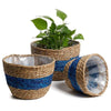 Blue Wicker Planter