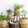 Woven Willow Planter